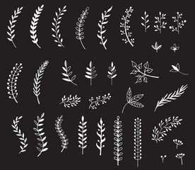 Hand drawn illustration of branches and leaves. Design elements