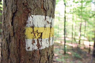 Leśny, pieszy szlak turystyczny. © shake_pl