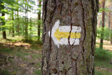 Strzałka, oznaczenie szlaku w lesie - obrazy, fototapety, plakaty