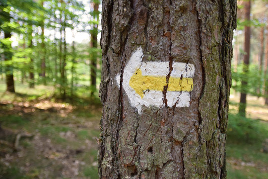 Strzałka, oznaczenie szlaku w lesie