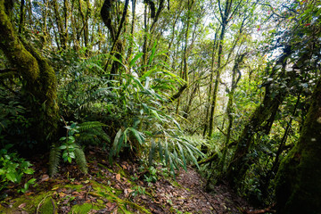 Fototapeta premium Cameron Highlands Mossy forest trekking