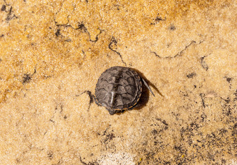 Little turtle on a yellow stone background