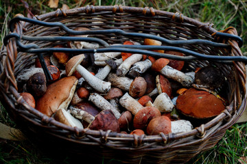 Корзина с белыми грибами и подосиновиками