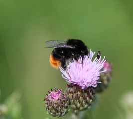 close up of red tailed bumblebee (Bombus lapidarius), collecting nectar from a creeping thistle flower in spring