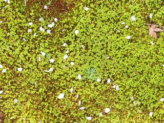 green moss sakura petal japanese garden
