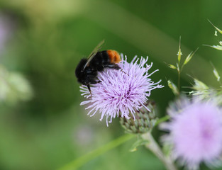 close up of red tailed bumblebee (Bombus lapidarius), collecting nectar from a creeping thistle flower in spring