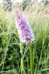 Close-up of Southern Marsh Orchid