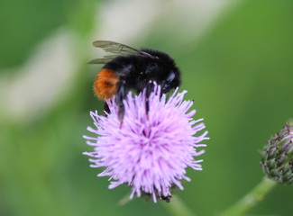 close up of red tailed bumblebee (Bombus lapidarius), collecting nectar from a creeping thistle...