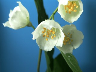 Naklejka na ściany i meble White petals of Jasmine buds. Photo on a blue background.