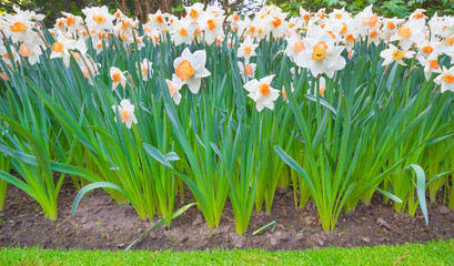 Fototapeta premium Spring blooming flowers, white daffodils flowers in green grass, springtime blooming narcissus flowers in garden nature background, Top view.