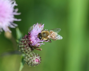 macro of western honey bee or European honey bee (Apis mellifera) on flower