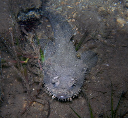 Frogfish-Eastern Frogfish-Batrachomoeus dubius at Watsons Bay, Sydney, Australia
