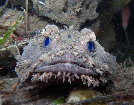 Extreme close-up of blobfish in water, Stock Video