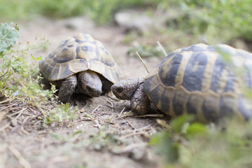 Two greek tortoises fighting