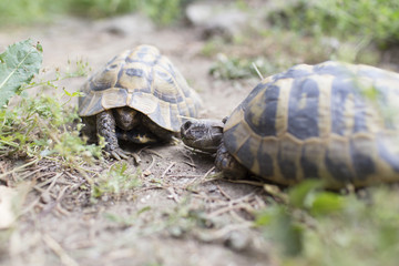 Two greek tortoises fighting