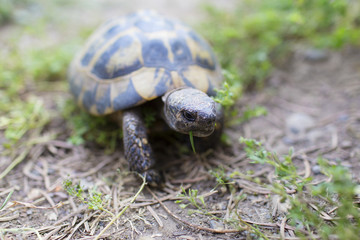 Greek tortoise eating grass