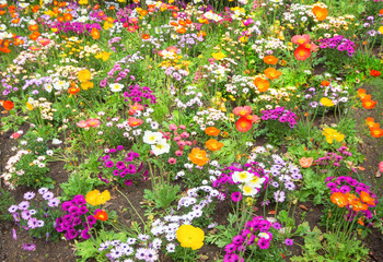 Field of blooming flowers colorful spring flowers on a garden in natural summer or spring landscape background.