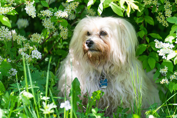 Aufmerksamer kleiner Hund