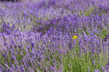 Fototapeta premium a picturesque view of blooming lavender fields..