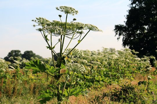 Riesen-B&auml;renklau