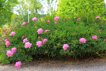 Gorgeous peony bush with pink flowers isolated. Beautiful nature background.