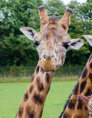 GIRAFE