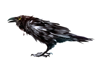 painted bird Raven on a white background side view