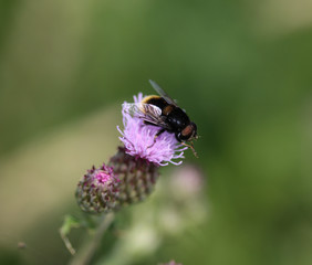 Cheilosia caerulescens hoverfly sitting on flower