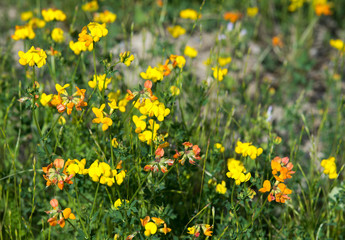 Fototapeta premium Birds Foot Wild Flowers