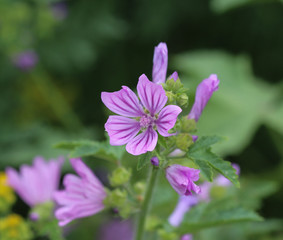 Closeup of Malva sylvestris, common names are common mallow, cheeses, high mallow or tall mallow, blooming in the summer season