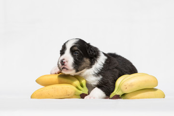 Border Collie Welpe mit Bananen