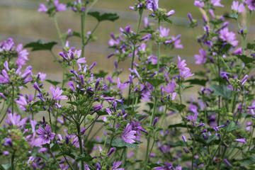 Closeup of Malva sylvestris, common names are common mallow, cheeses, high mallow or tall mallow, blooming in the summer season
