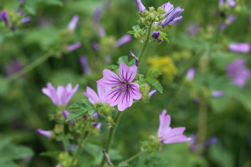 Closeup of Malva sylvestris, common names are common mallow, cheeses, high mallow or tall mallow, blooming in the summer season