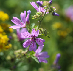 Obraz premium Closeup of Malva sylvestris, common names are common mallow, cheeses, high mallow or tall mallow, blooming in the summer season