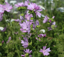 Closeup of Malva sylvestris, common names are common mallow, cheeses, high mallow or tall mallow, blooming in the summer season