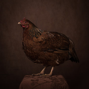 Studio portrait of hen