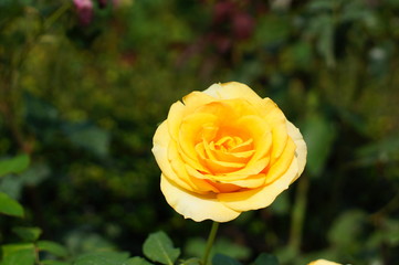 yellow Rose