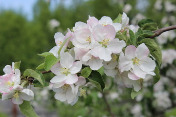 Obraz premium The tender sweetness of a blooming Apple tree in spring