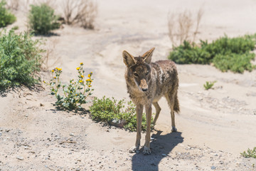 coyote stalk on roadside  in desert area.