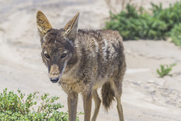 Naklejka na ściany i meble coyote stalk on roadside in desert area.
