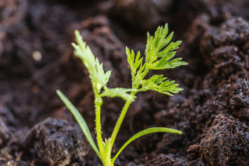 a sprout of carrots in the dew, close-up