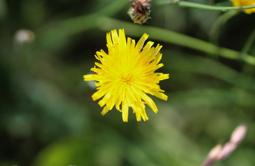 Leontodon hispidus flower, known by the common names bristly hawkbit and rough hawkbit, blooming in the summer