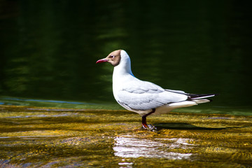 A white seagull is standing in the water. Wild nature.