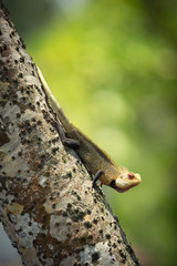 Green tree lizard sitting on a tree