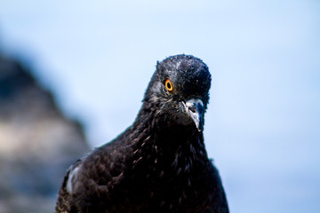 Black evil dove looking at the camera.