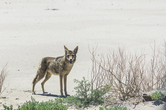 coyote stalk on roadside  in desert area. - Powered by Adobe