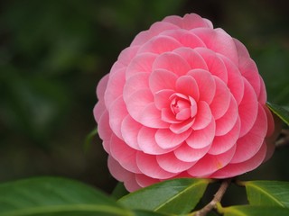 otometsubaki camellia japonica