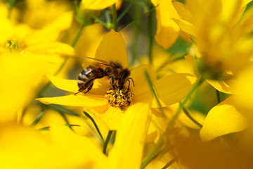 Zum Thema Bienensterben und Bienen schützen - Gelbes Blumenmeer mit Biene - Stockfoto