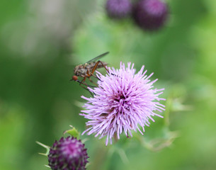 Botanophila seneciella, the ragwort seed fly or ragwort seed head fly, collecting nectar from flower