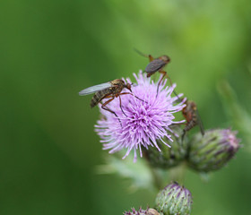 Botanophila seneciella, the ragwort seed fly or ragwort seed head fly, collecting nectar from flower